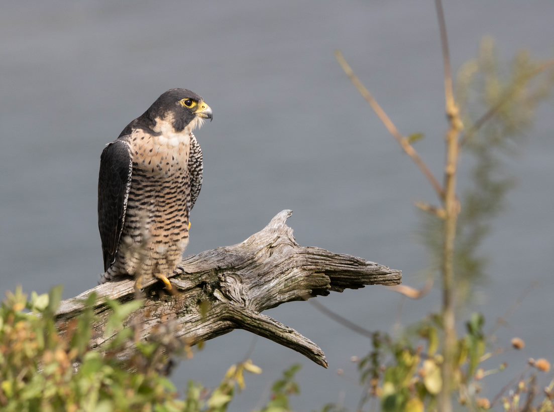 peregrine falcon